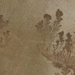 Fossil Mint Sandstone