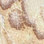 Rainbow Cream Onyx Marble